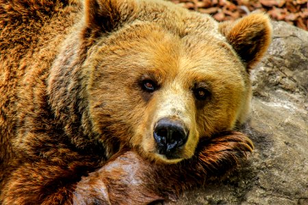 Brown Bear On Rock