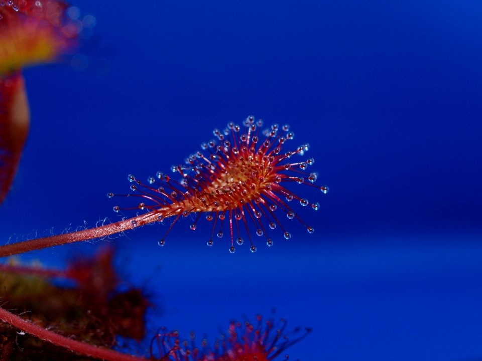 Flower Pollen Stem