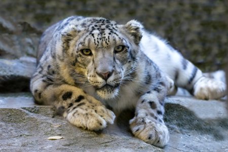 Snow Leopard In Crouch