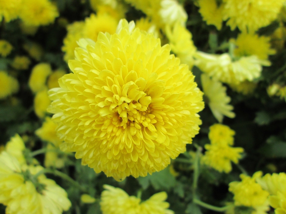 Plant park yellow