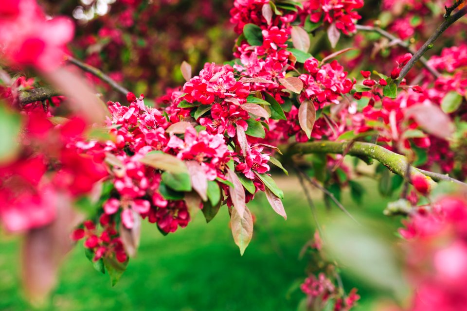Pink Petaled Flower