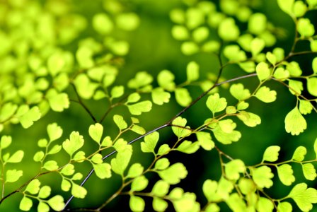 Green Leafy Branches