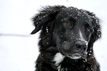 Portrait Of Dog In Snow photo