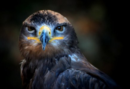 Gray Yellow And White Eagle