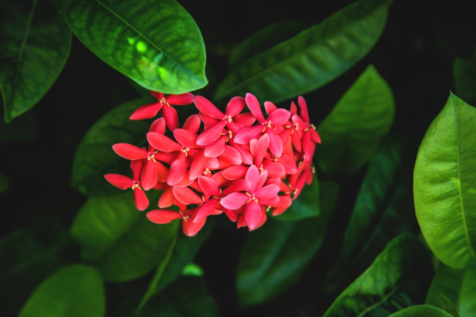 Red Flower In Greenery