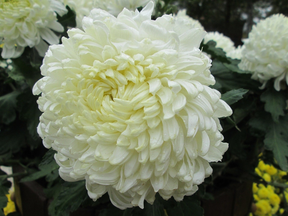 Plant park white