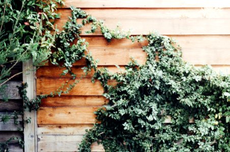 Ivy On Wood Fence photo