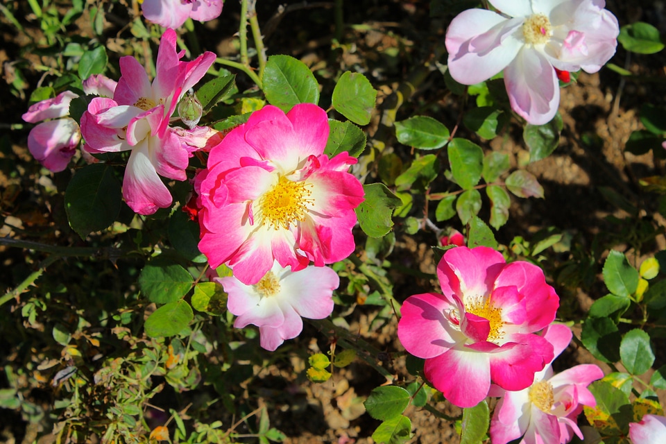 Flowers flora blossoms