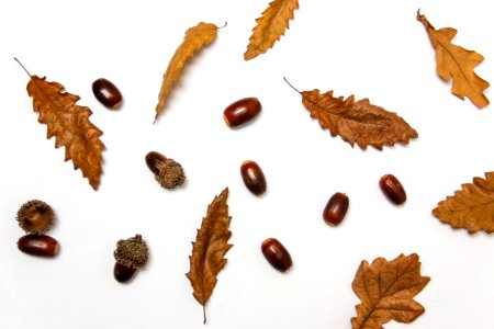 Close-up Of Autumn Leaves Over White Background photo