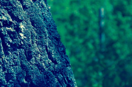 Close-up Of Tree photo