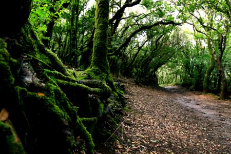 Scenic View Of Forest