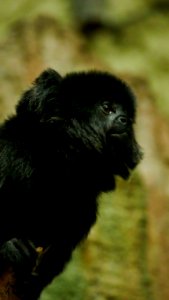 Outdoor Monkey Portrait photo