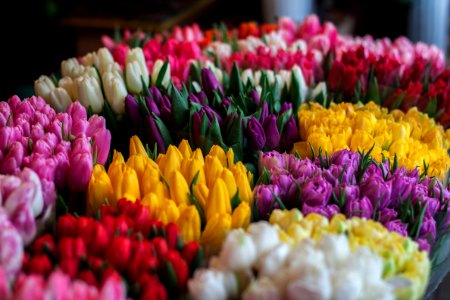 Close-up Of Multi Colored Tulips photo