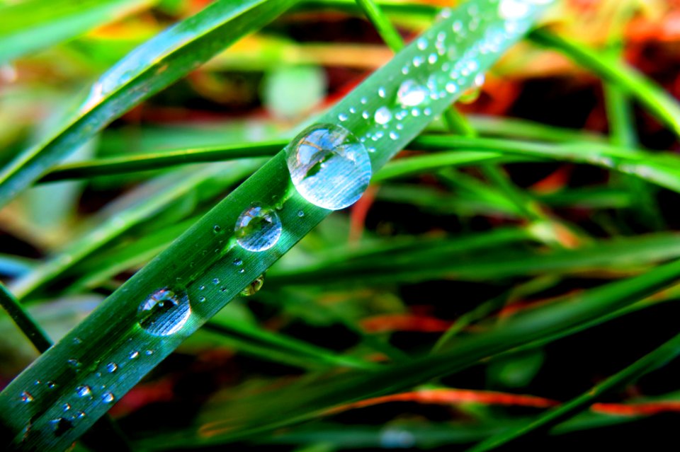 Close-up Of Dew Drops On Plant