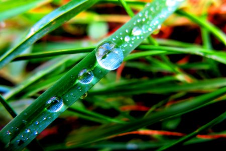 Close-up Of Dew Drops On Plant photo