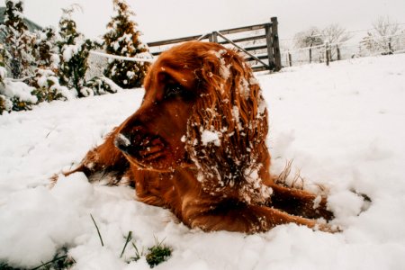 Dog In Snow photo