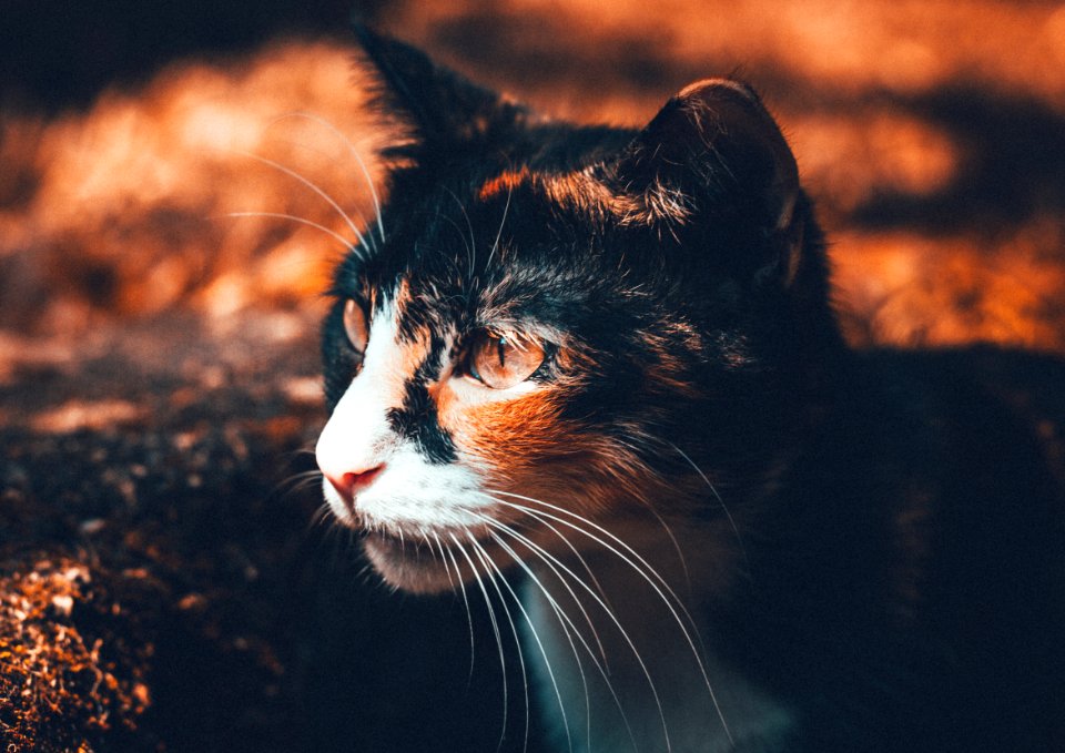 Portrait Of Domestic Cat