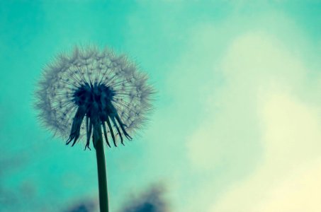 Close-up Of Dandelion photo