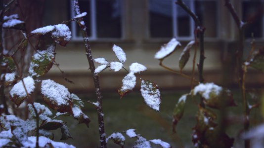 Close-up Of Snow On Plants During Winter photo