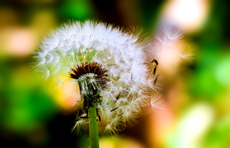 Dandelion Flower Seed Head