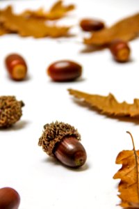 Close-up Of Dried Over White Background photo