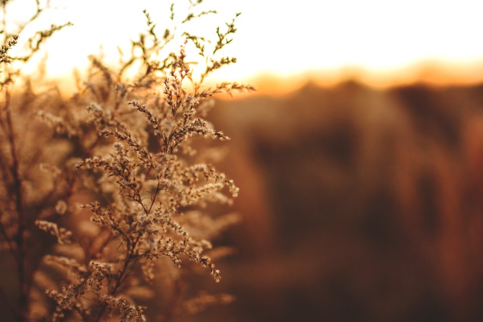 Budding Plants In The Countryside