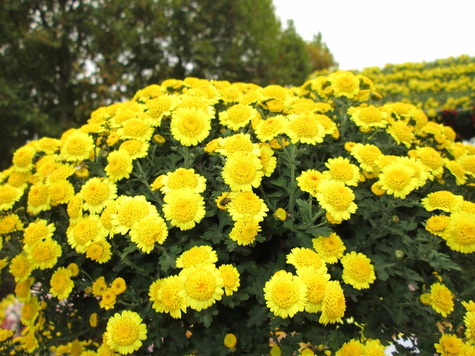 Plant park yellow