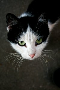Close-up Portrait Of Cat photo