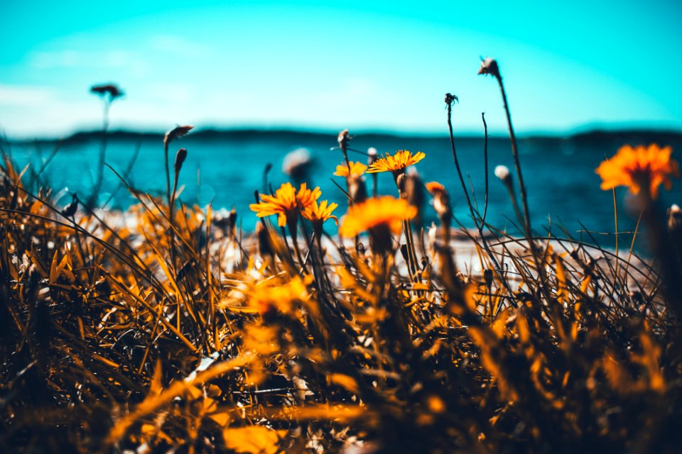 Macro Shot Of Sunflowers