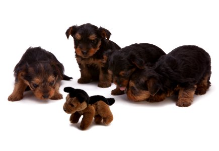 Black And Brown Long Haired Puppies photo