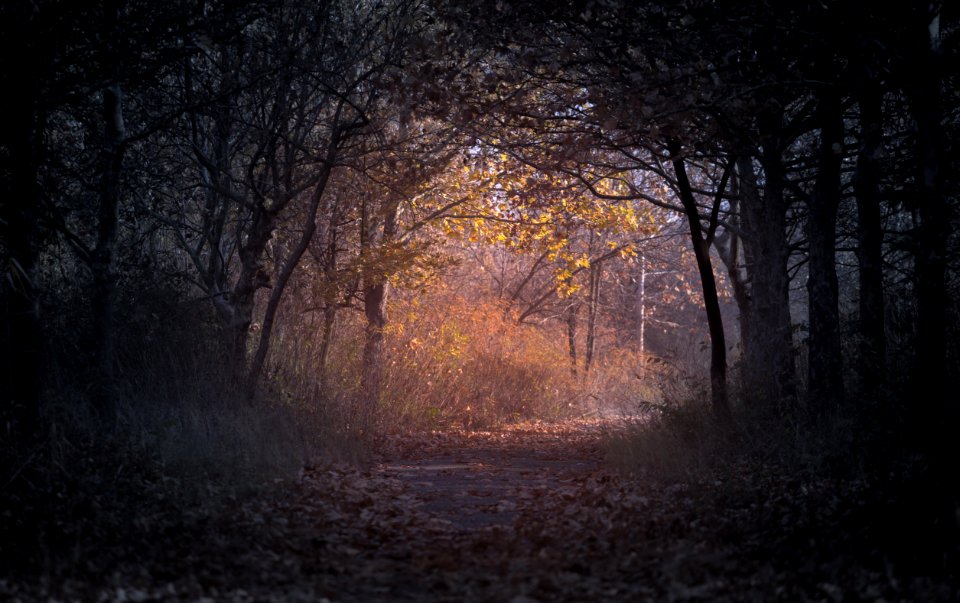 Forest During Dawn