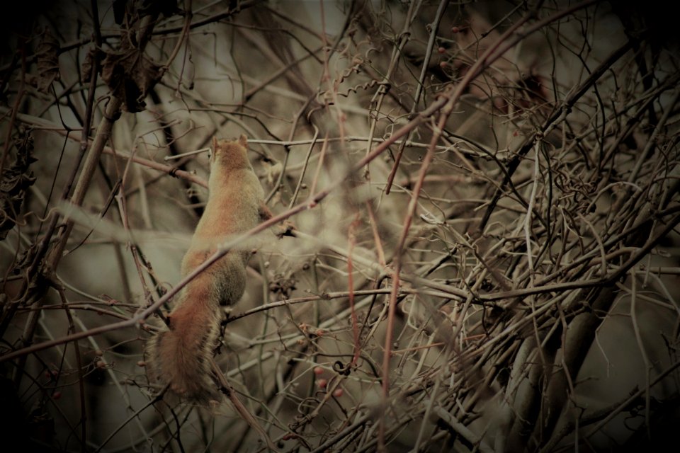 Squirrel In Branches