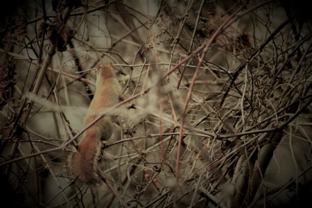 Squirrel In Branches photo