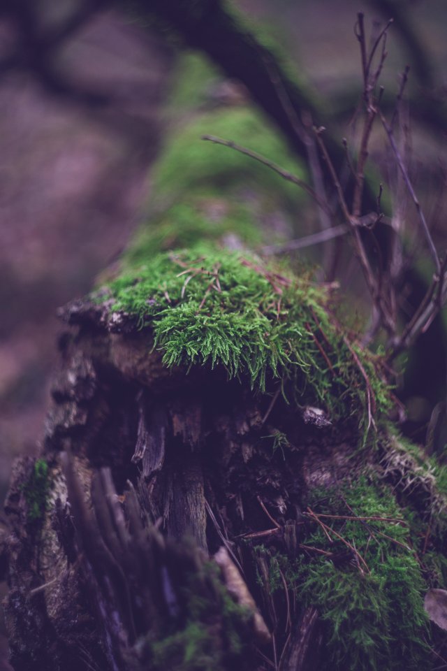 Close-up Of Fresh Green Plants