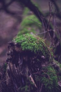 Close-up Of Fresh Green Plants photo