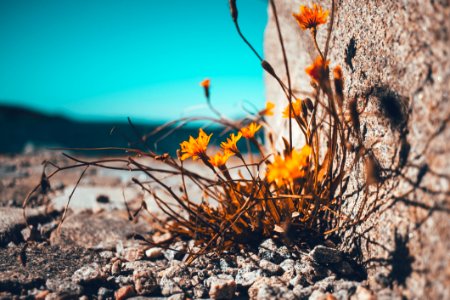 Yellow Petaled Flower Besides Brown Stone