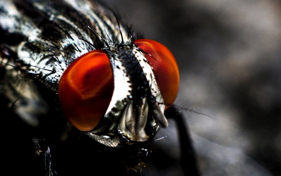 Close Up On Fly Eyes