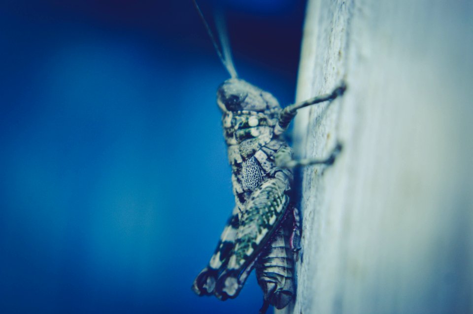 Grasshopper Or Katydid