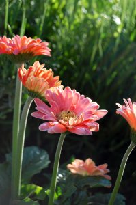Pink Dahlia Flowers photo
