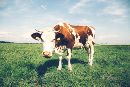 White Brown Cow photo