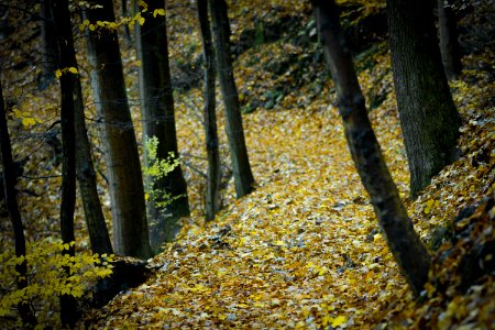 Forest Surrounded By Yellow Leaves On Ground photo
