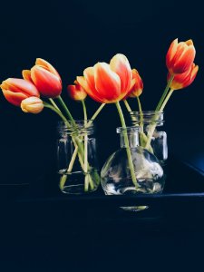 Red And Yellow Tulips In Clear Glass Jar And Vase Still Life Painting photo