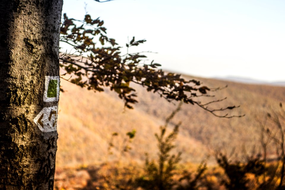 Brown Tree Trunk