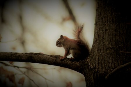 Squirrel In Tree photo