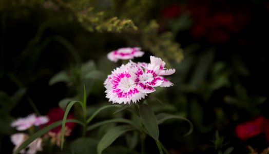 Purple And White Flowers In Tilt Shift Lens
