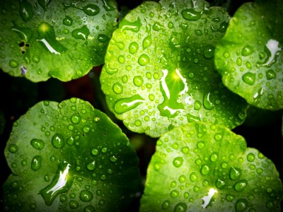 Green Waterlily photo