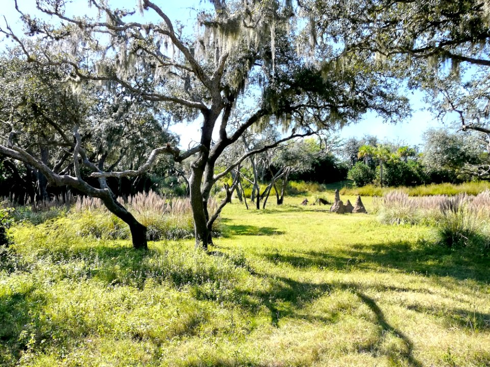 Empty Green Tall Trees photo