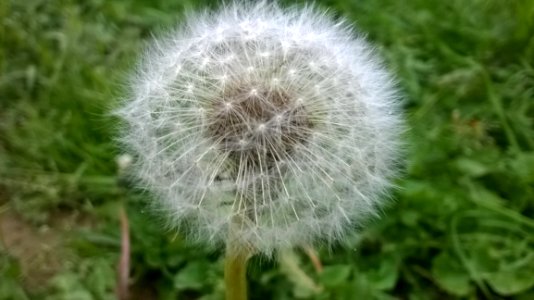 Dandelion Seed Head In Grass
