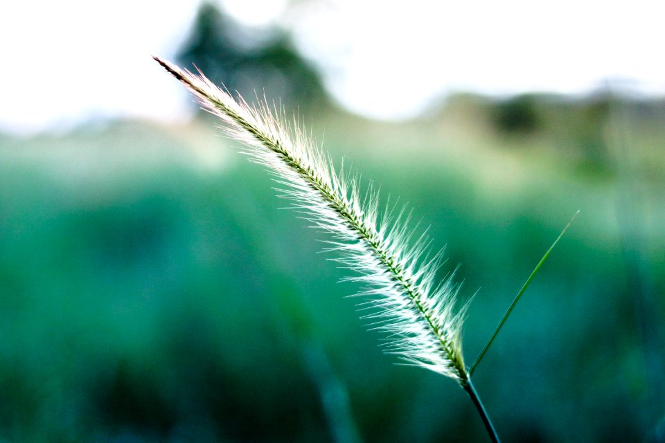 White And Green Leaf Focus Photography