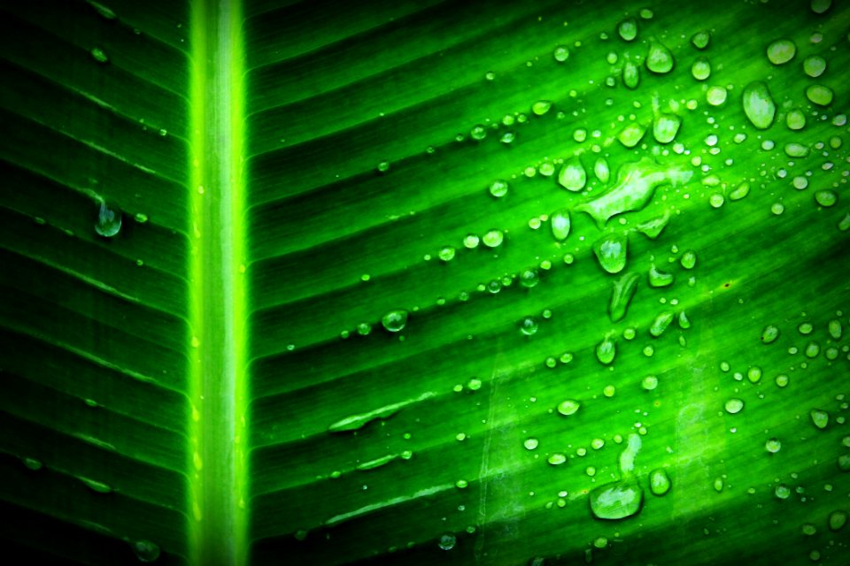 Green Banana Leaf With Substance Of Clear Liquid